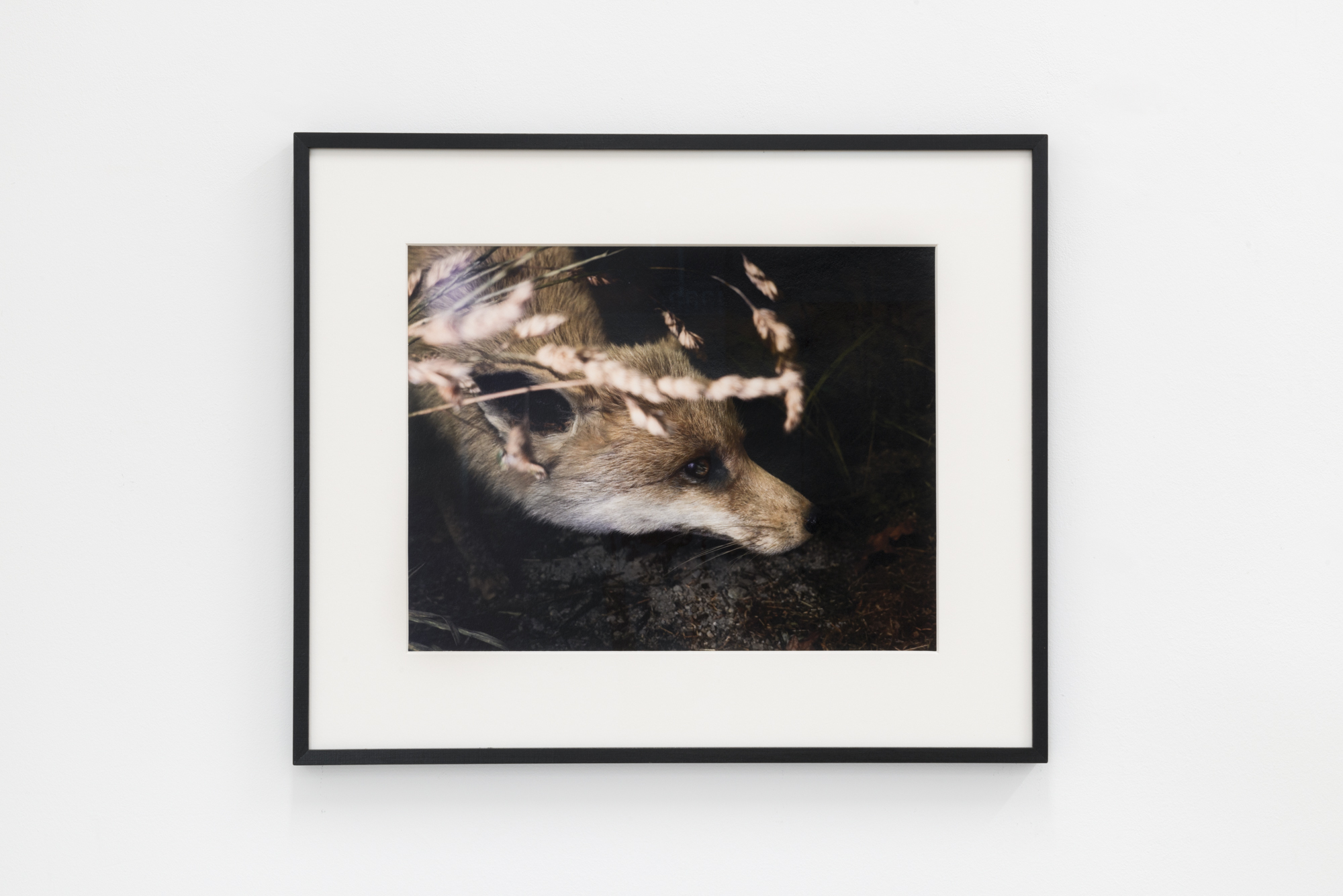 Baleno International