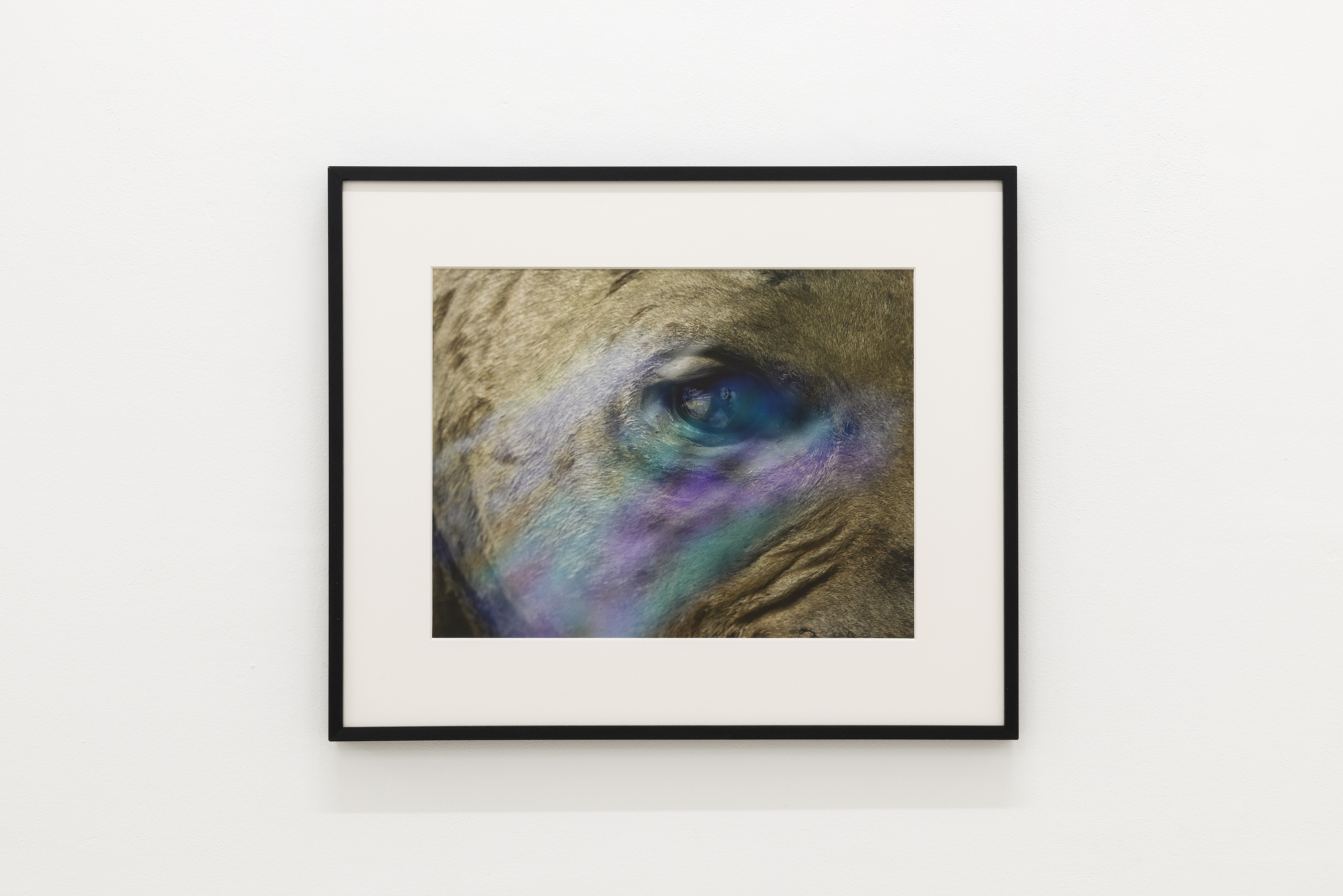 Baleno International