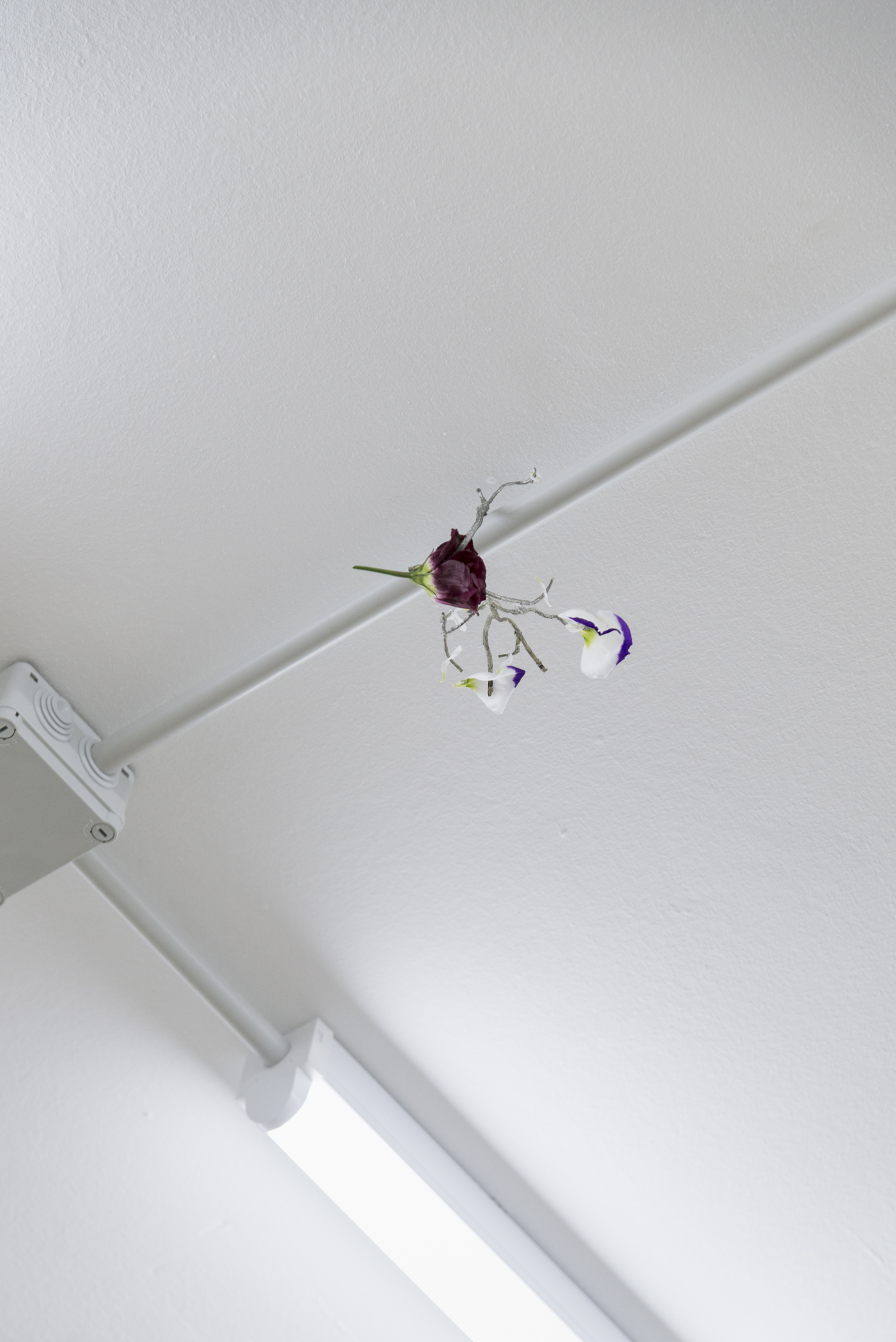 Baleno International